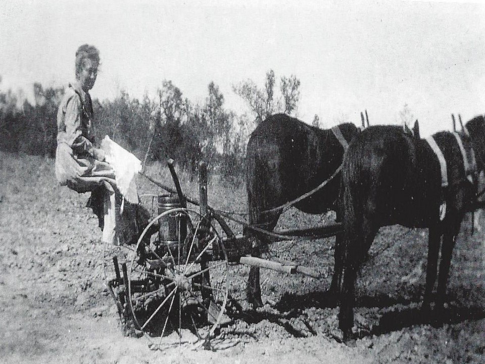 Woman on horse drawn plow